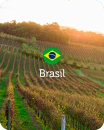 Vinhos do Brasil